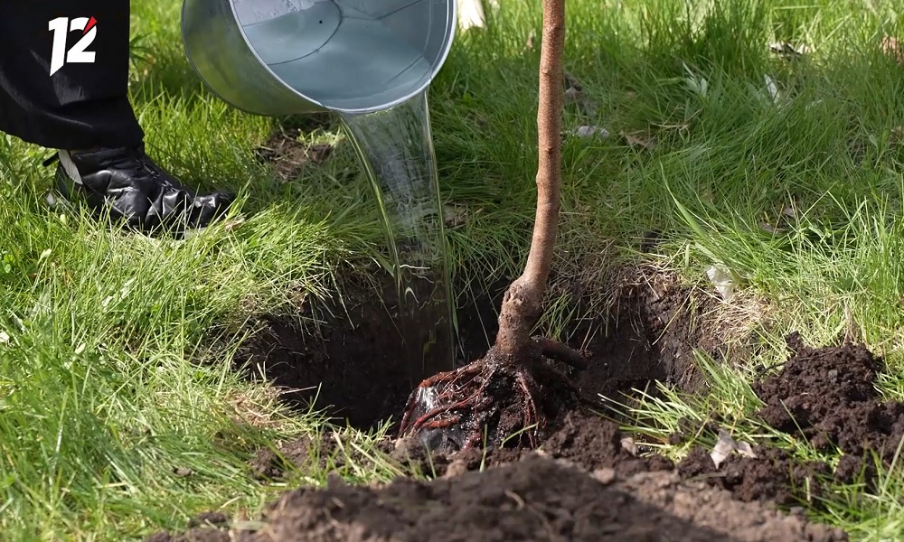 В Омске высаживают белые ивы на улице Воровского
