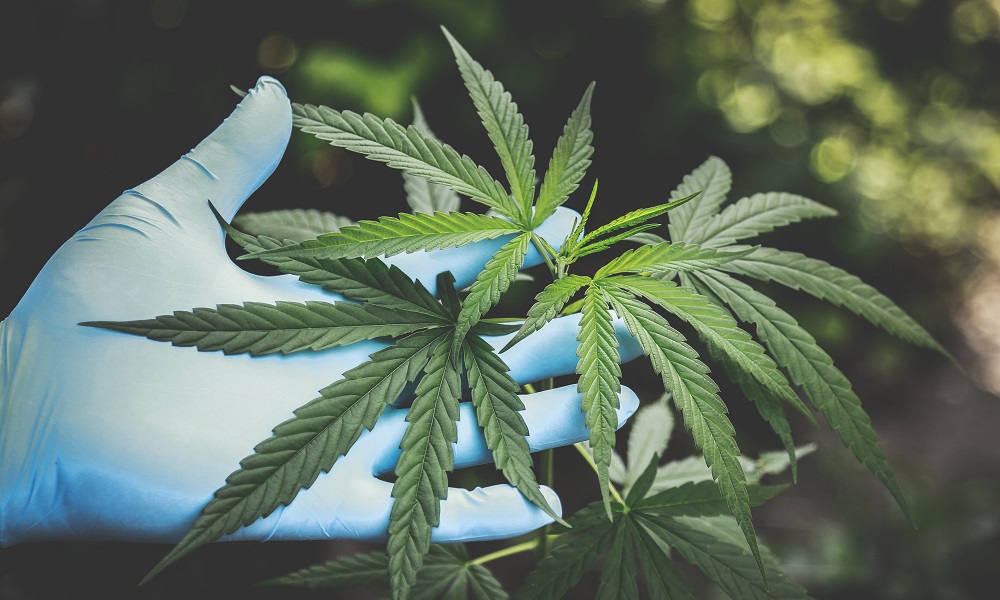 На Московке ликвидировали участок с дикорастущей коноплёй