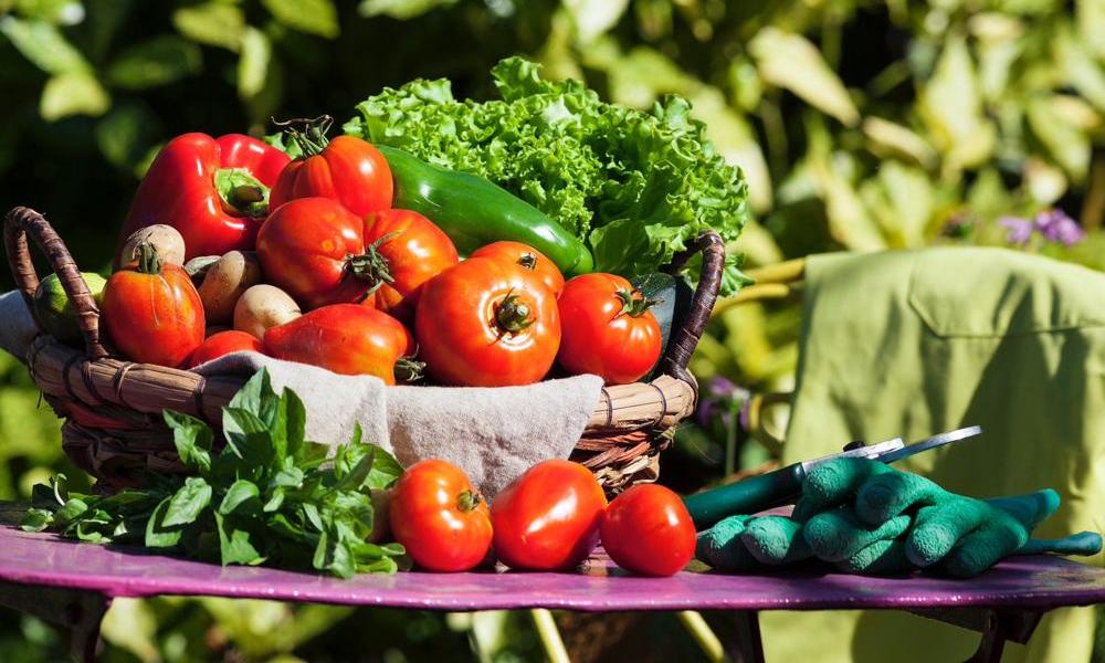 Омичей приглашают поучаствовать во всероссийской акции «Добрый огород»