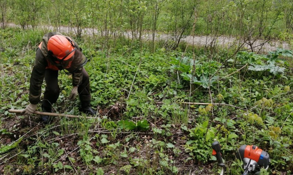 В Октябрьском округе Омска уничтожили очаги дикорастущей конопли и борщевика
