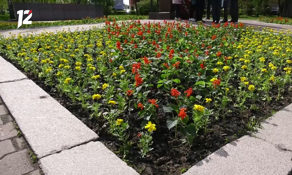 Центр Омска украсят многолетние деревья и кустарники