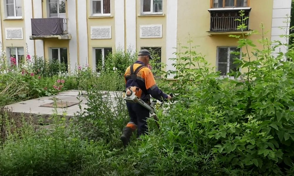 Омские дружинники уничтожили более 100 квадратов дикорастущей конопли в садовом товариществе