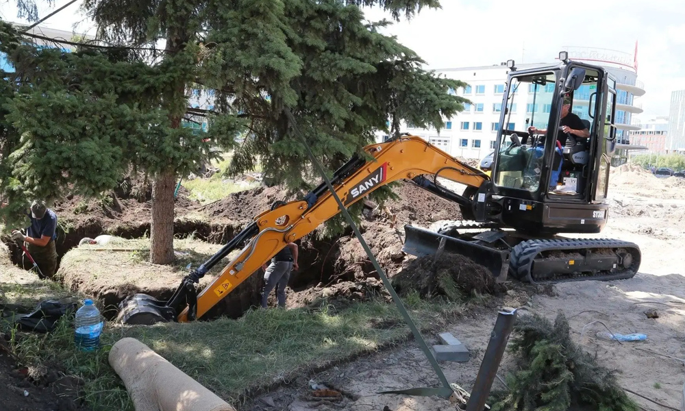 С площади Бухгольца в Омске пересадят две взрослые ели