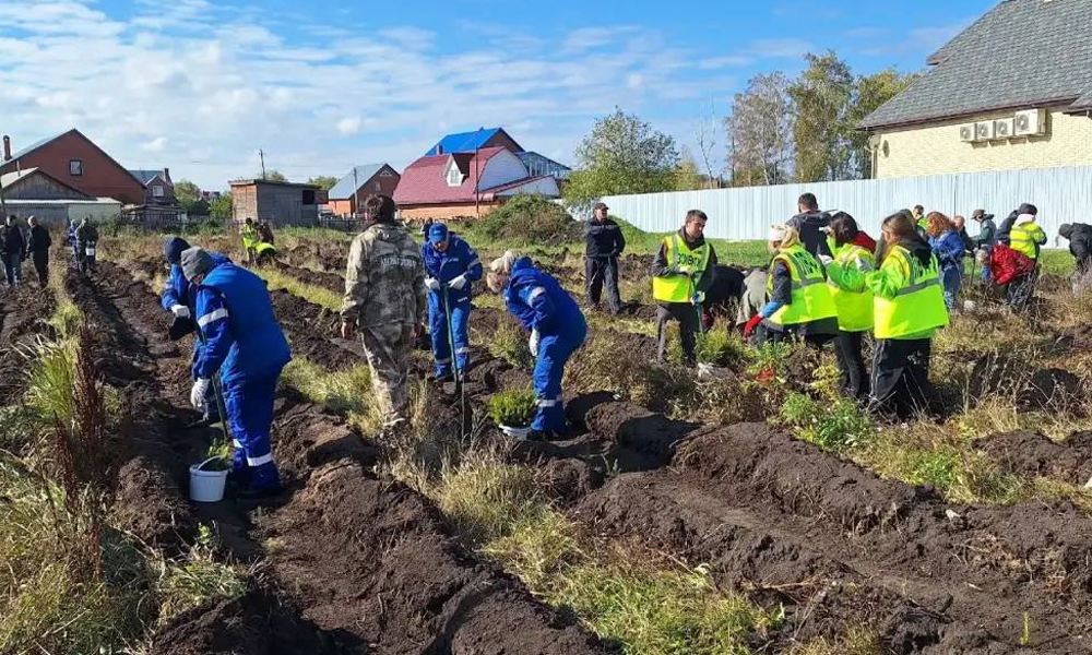 В Омской области высадили более 2000 елей в рамках акции «Сохраним лес»