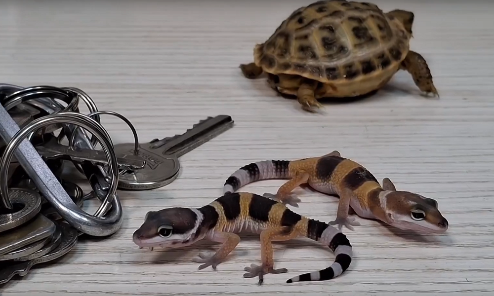 В Омском зоопарке не сложилась дружба между пресмыкающимися