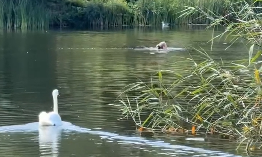 В омском парке 30-летия ВЛКСМ поселился лебедь-краснокнижник