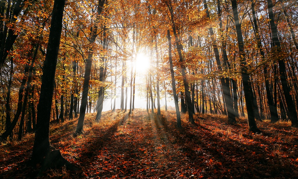 В Омске в последние дни сентября ожидается небольшое потепление и солнце