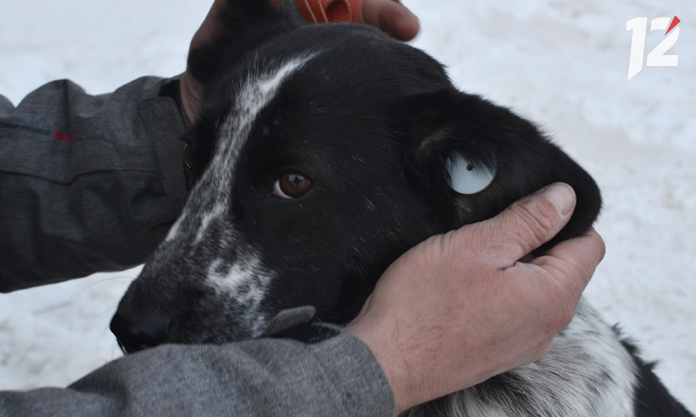 Бездомной собаке из Омска собирают деньги на переезд в Португалию