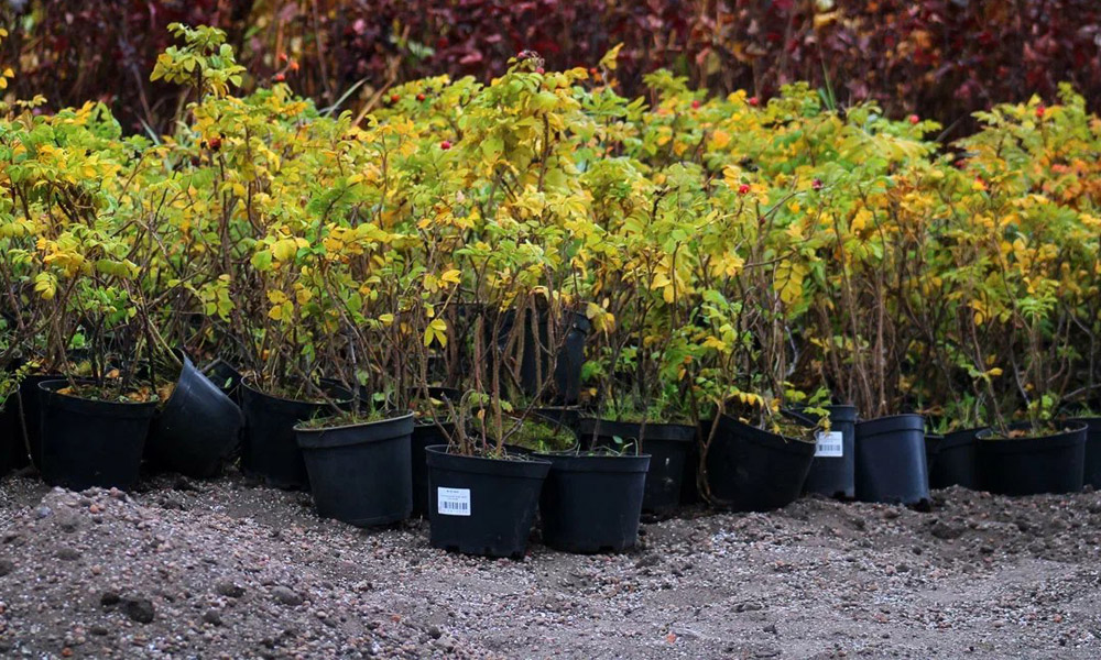 В Омске стартовали работы по созданию парка и сквера на Левобережье