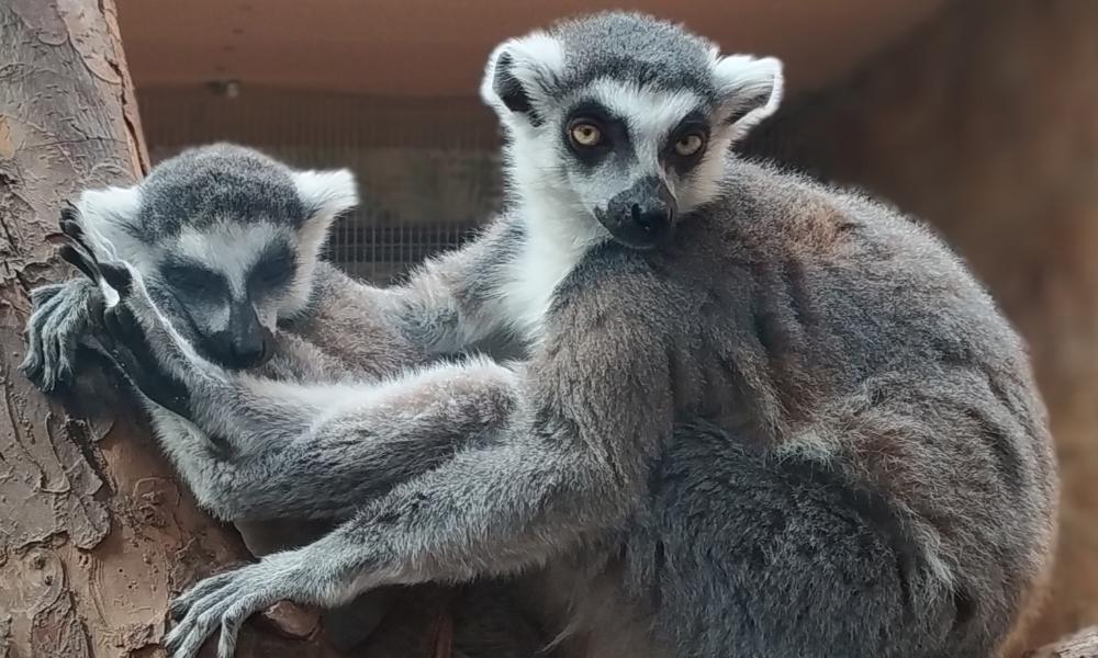 Омский зоопарк проведёт квест «Знакомство с родственниками»