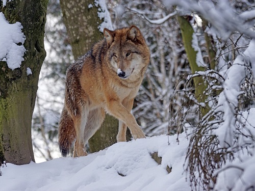 В Омской области застрелили 10 волков