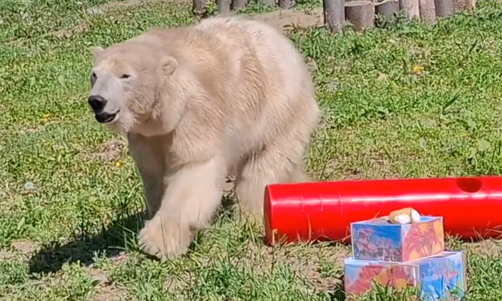 В Большереченском зоопарке подготовили угощения для медведицы Думки
