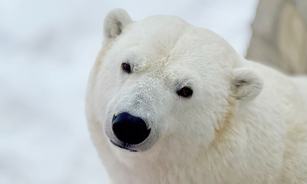 В Омской области стартовал конкурс видеорепортажей о белых медведях