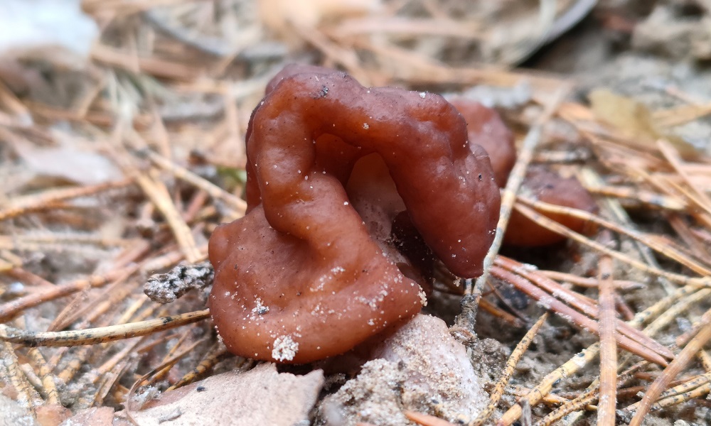 В омских лесах стали появляться первые весенние грибы 