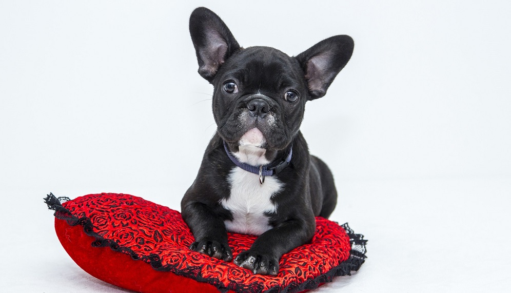 Эксперты назвали самые популярные клички собак