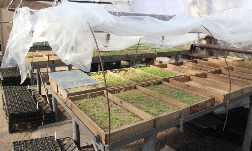 В Омске высадят аллею из отростков 100-летней белой ивы  