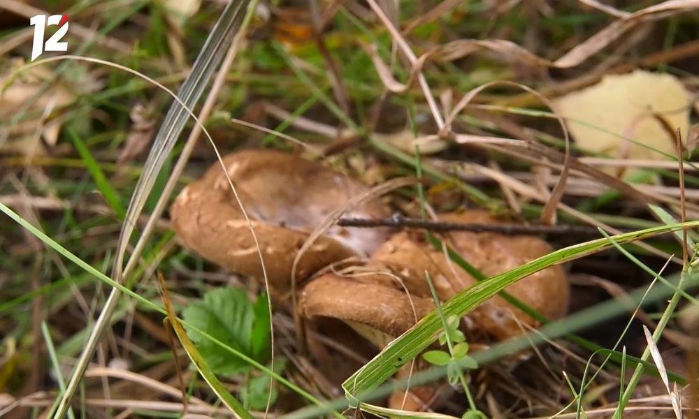 Омичи собирают в лесах грибы и ягоды