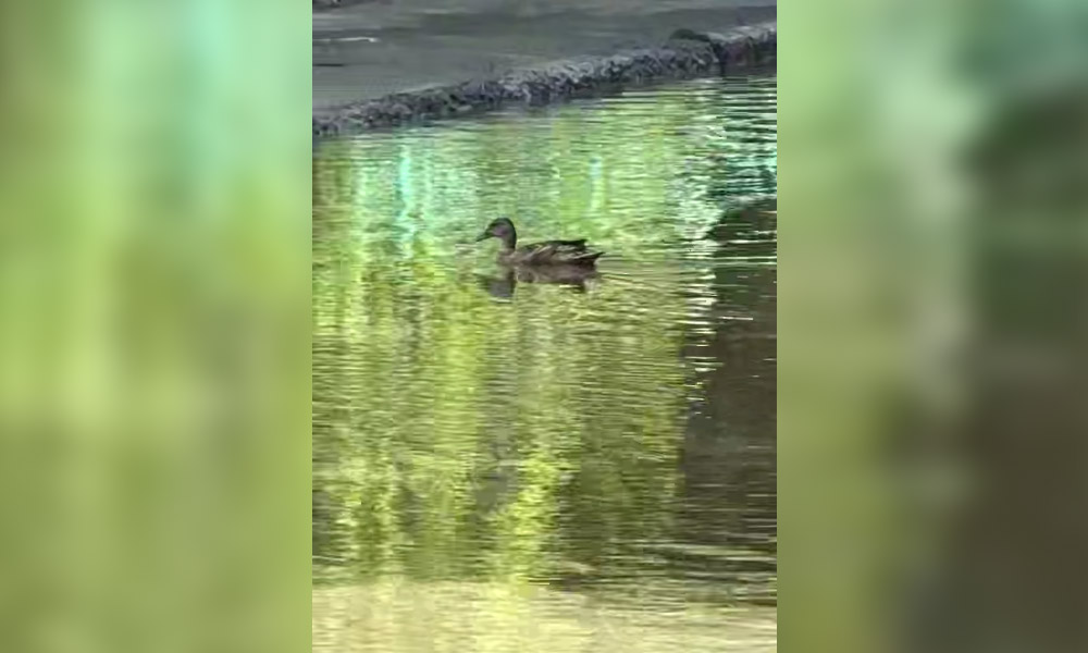 В Омске в одной из дворовых луж поселилась утка