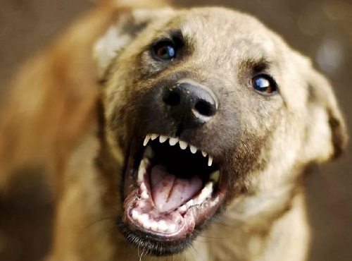 Следователи заинтересовались школьником, которого покусал пёс