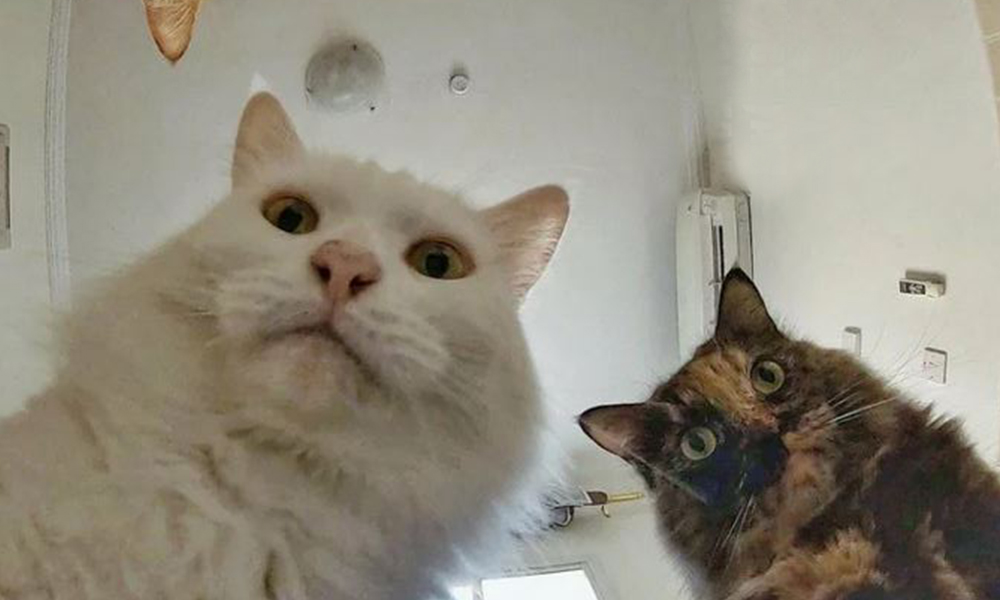 Мемы уходящего 2020 года: шутки на изоляции и многое другое