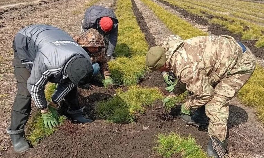 Лесоводы Омской области готовятся к новому сезону посадки лесов