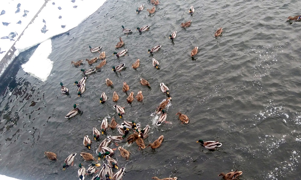 Омичей попросили не кормить уток осенью