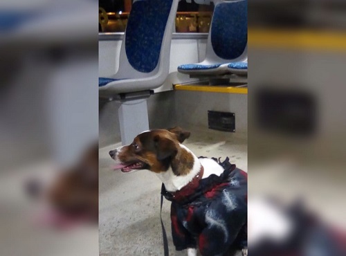 В Омске разыскивают хозяина собаки, самостоятельно передвигающейся на автобусе