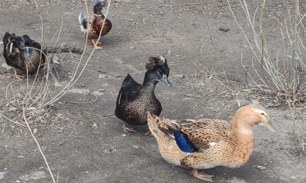 В Большереченском зоопарке показали хохлатых уток