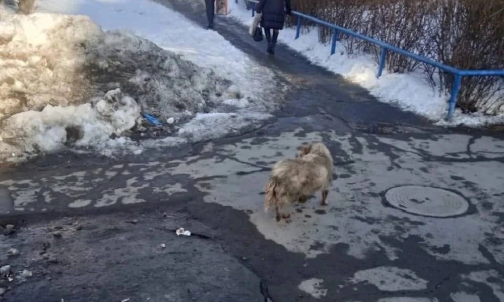 Омские дорожники вытащили собаку из колодца
