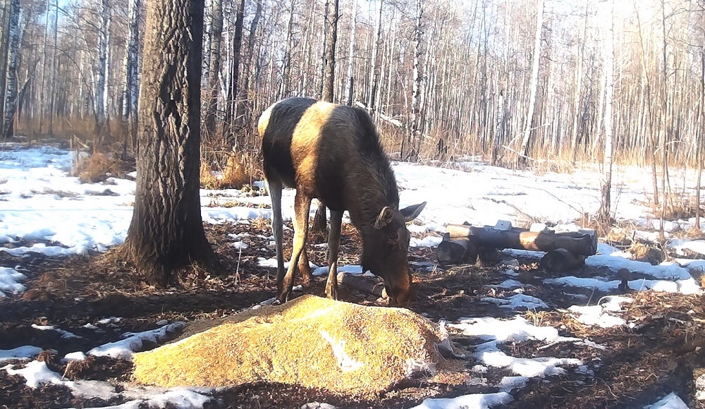 В Омской области в морозы начали подкармливать лесных обитателей
