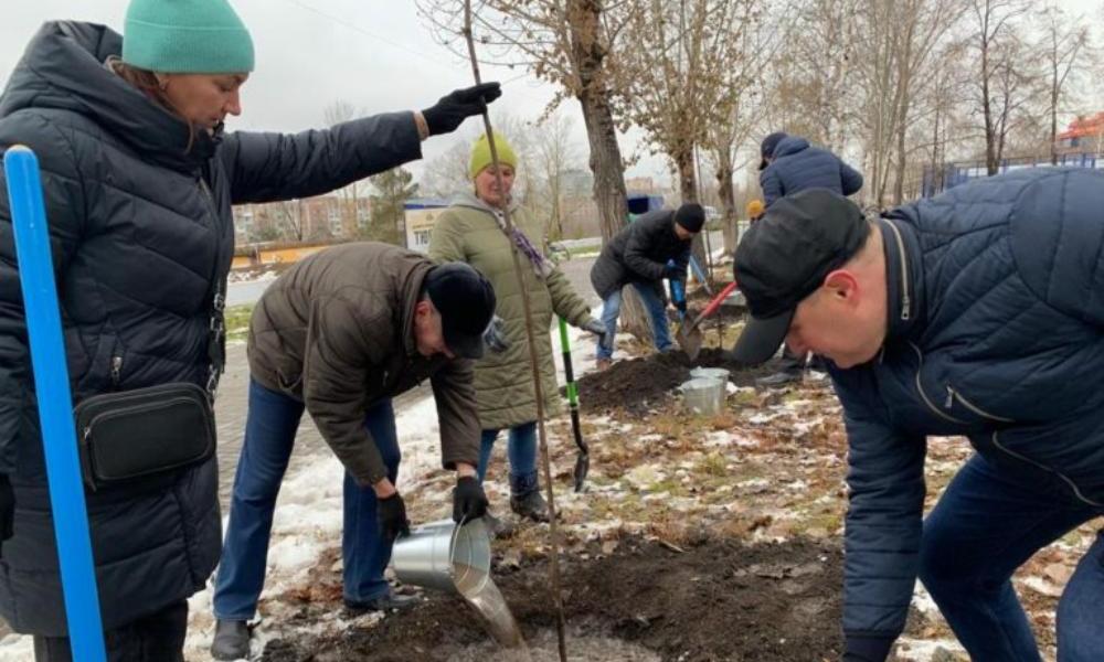 В Омске на «Аллее Ангелов» высадили клёны