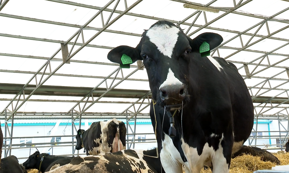 В Омскую область возвращается крупная компания по производству молочной продукции