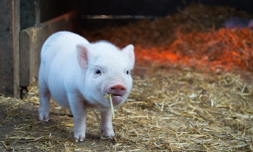 В Омской области стало больше свиней 