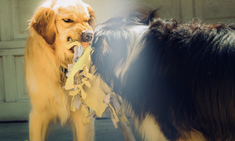 В Омской области обнаружили 12-й очаг бешенства 