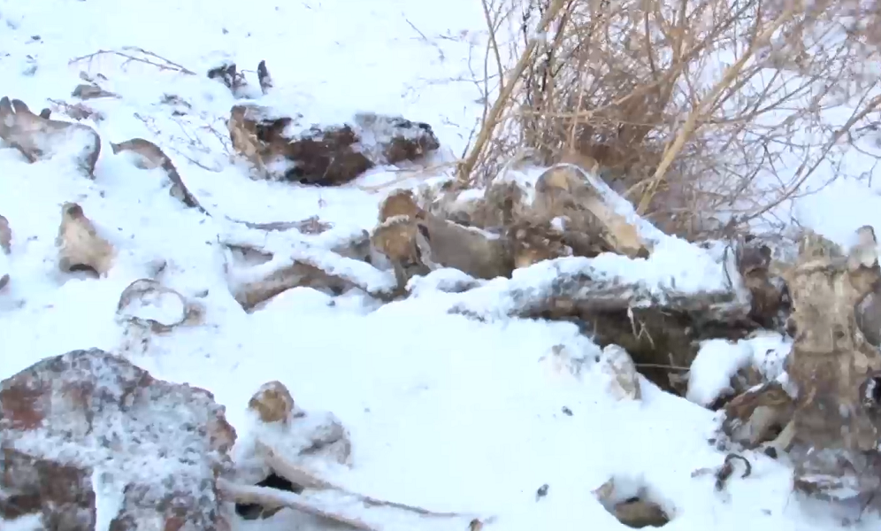 Омская прокуратура потребовала ликвидировать незаконные скотомогильники