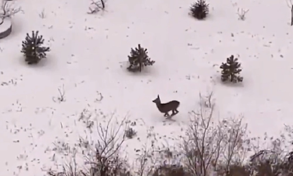В микрорайоне Серебряный Берег заметили косулю
