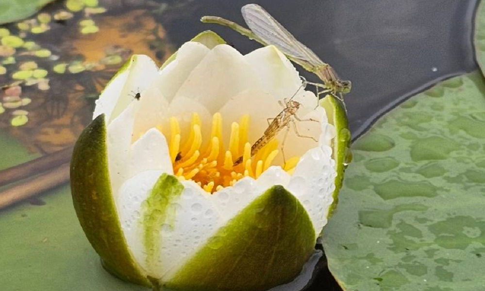 Озеро Имшитык в Знаменском районе покрыли прекрасные кувшинки