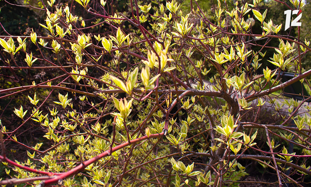 В Омске осенью активно идёт посадка зелёных насаждений