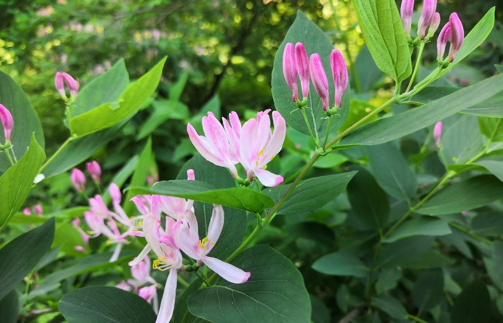 В Омске открылись дендропарк и дендросад