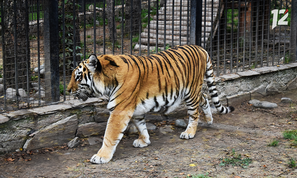 В День тигра сотрудники Большереченского зоопарка рассказали о своих полосатых питомцах