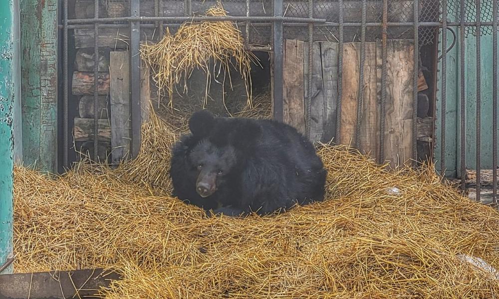 В Большереченском зоопарке проснулась гималайская медведица Кроха 