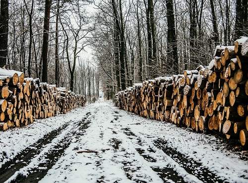 У чёрного лесоруба из Омской области арестовали Lexus