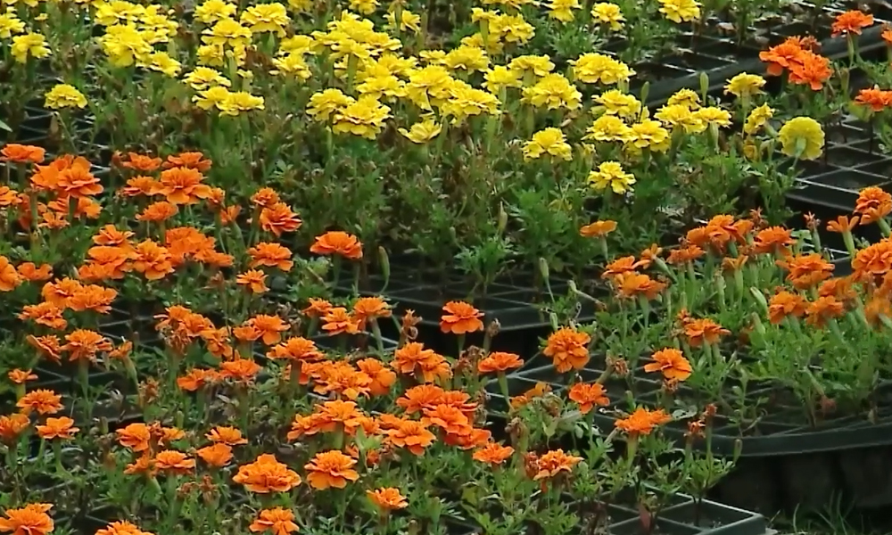 В Омске пройдёт торжественное открытие «Флоры»