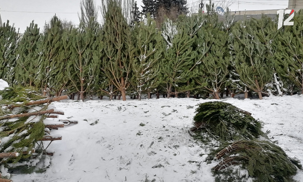 К новогодним праздникам лесхозы Омской области планируют заготовить почти 11 тысяч ёлок, пихт и сосен