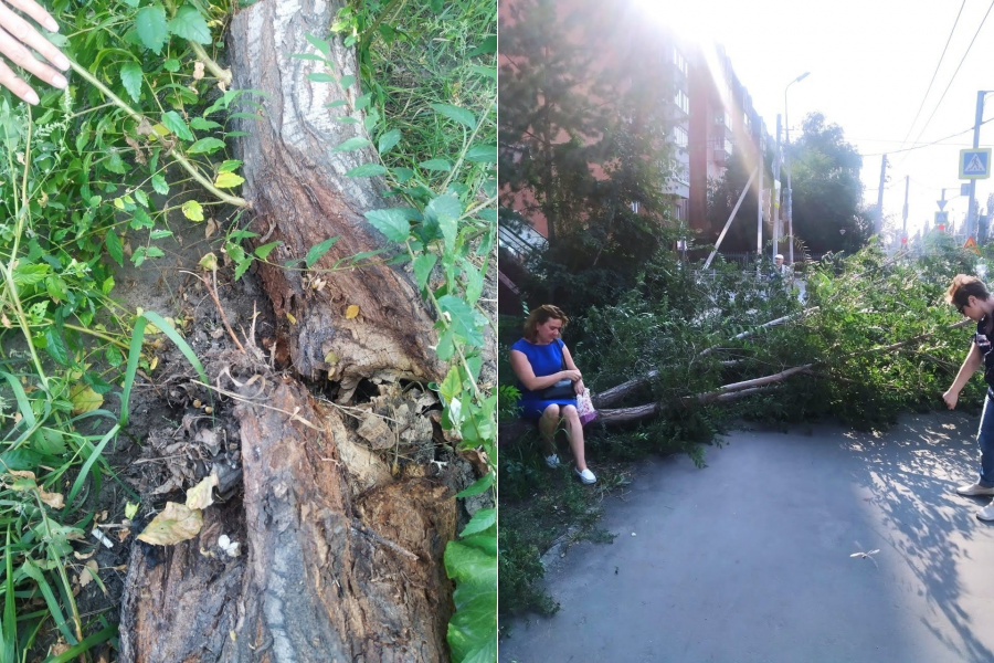 Возле Театральной площади прохожие вызволили омичку из-под упавшего на неё дерева [ОБНОВЛЕНО]