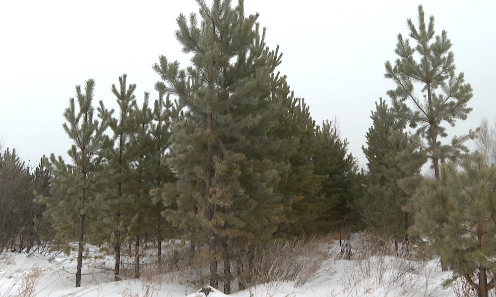 Омичей предупреждают: за незаконную вырубку лесной красавицы придётся отвечать по всей строгости закона