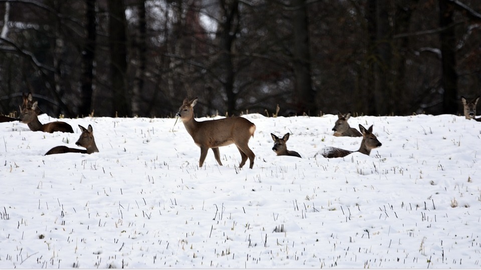 Увидеть косуль и кабанов в дикой природе смогут омичи, которые отправятся в поход выходного дня