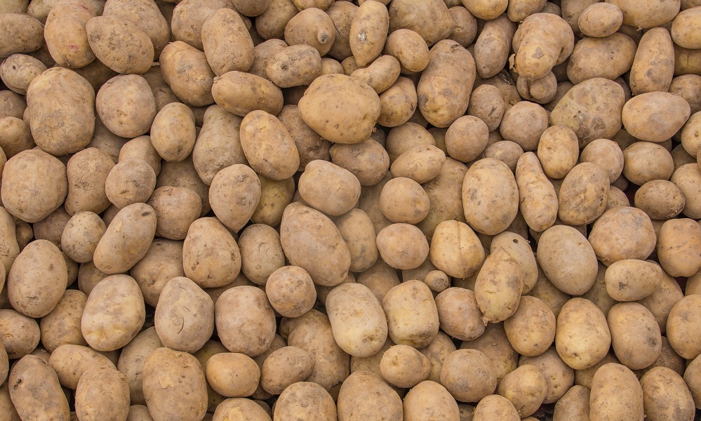 В Омской области урожай картофеля увеличился почти на 15% в 2023 году 