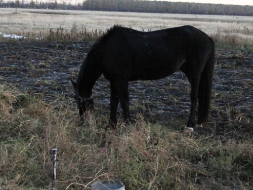 Похитивший коня на мясо омич может отправиться в колонию на 5 лет