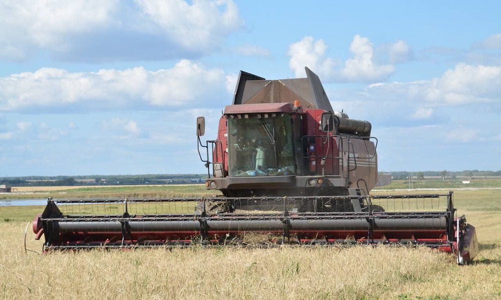 Омские аграрии собрали три млн тонн зерна, и это при том, что уборочная кампания ещё не завершена